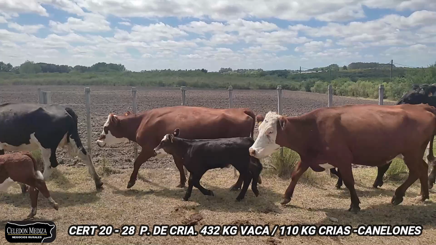 Lote 28 Piezas de cría en Canelones