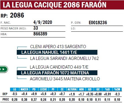 Lote VAQUILLONAS PURA DE PEDIGREE