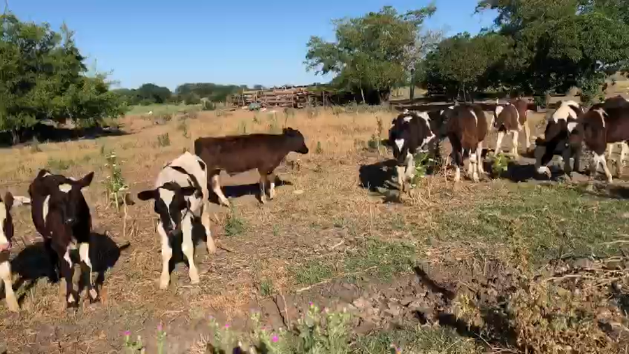 Lote 11 Terneros Holando