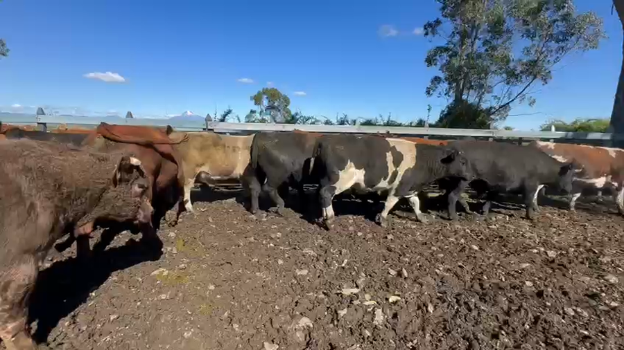 Lote 42 Novillo Gordo en Osorno, X Región Los Lagos