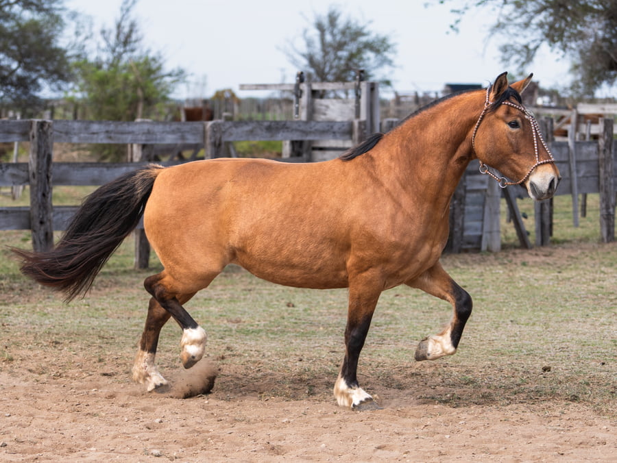 Lote PIRU ARIZONA