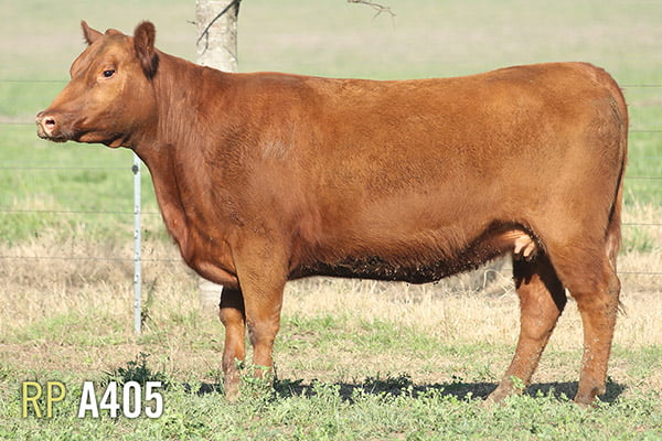 Lote 4 VACAS PREÑADAS PURAS DE PEDIGREE