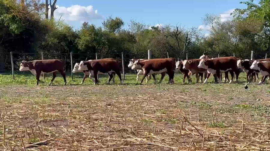 Lote 92 Terneras