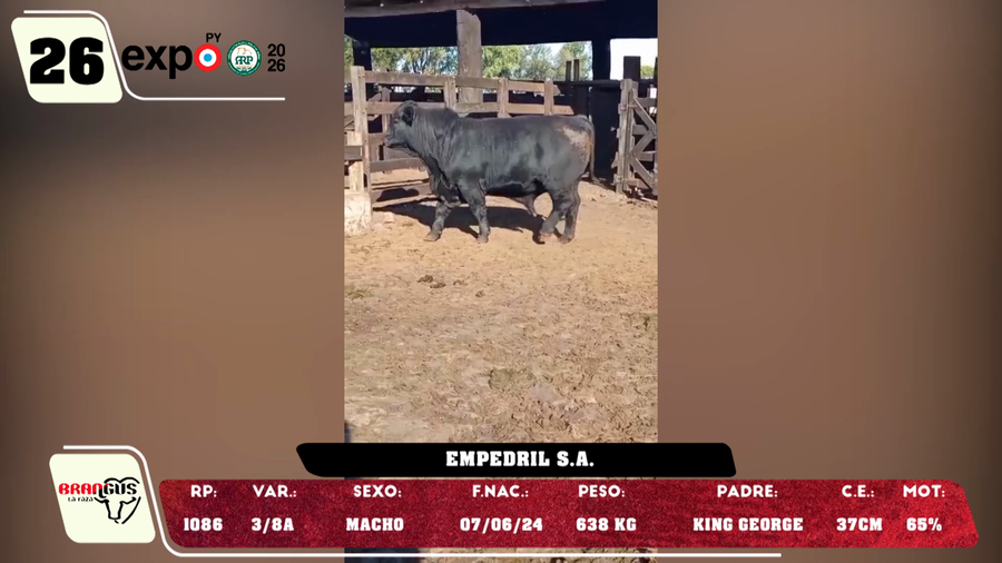 Lote LOTE 26