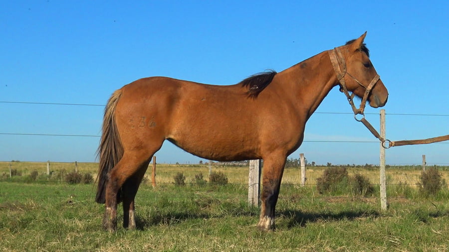 Lote MACARENA GOLONDRINA