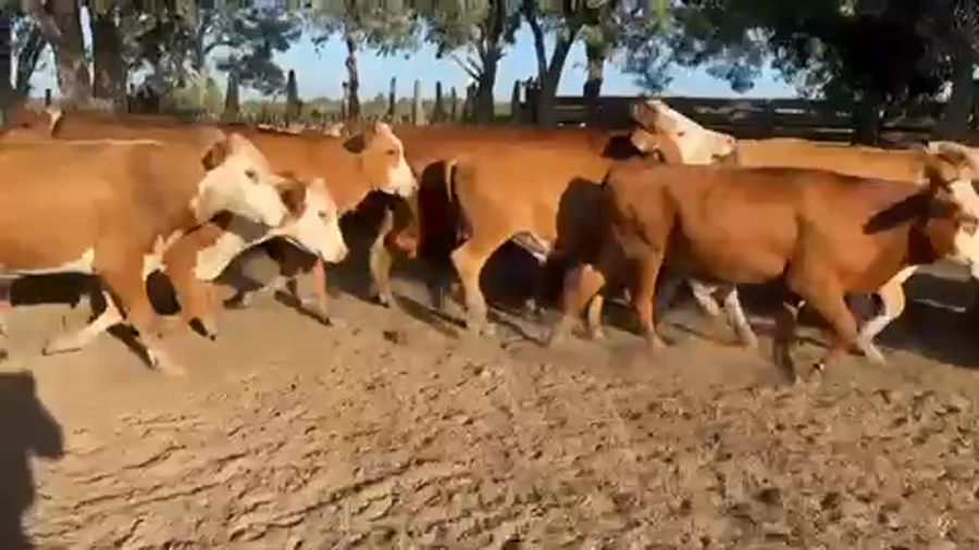 Lote 60 Novillos en Paso de Los Libres, Corrientes