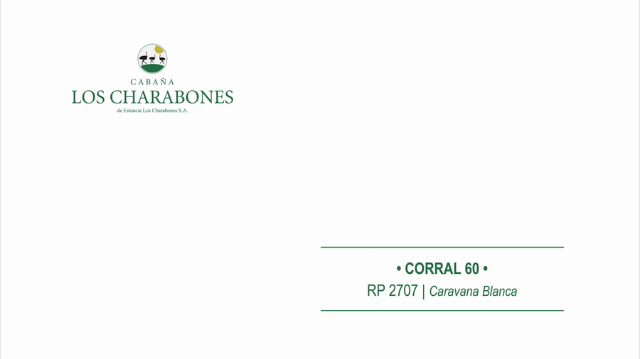 Lote Toro Braford -  Los Charabones