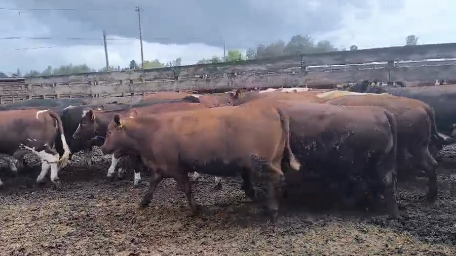 Lote 22 Vaquilla Gorda en Los Ángeles, VIII Región Biobío