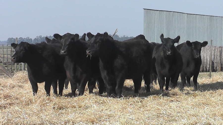 Lote VAQUILLONAS PURAS POR CUZA PREÑADAS