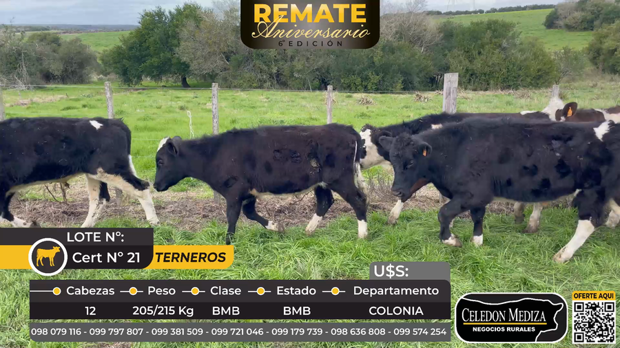 Lote 12 Terneros en Artilleros, Colonia