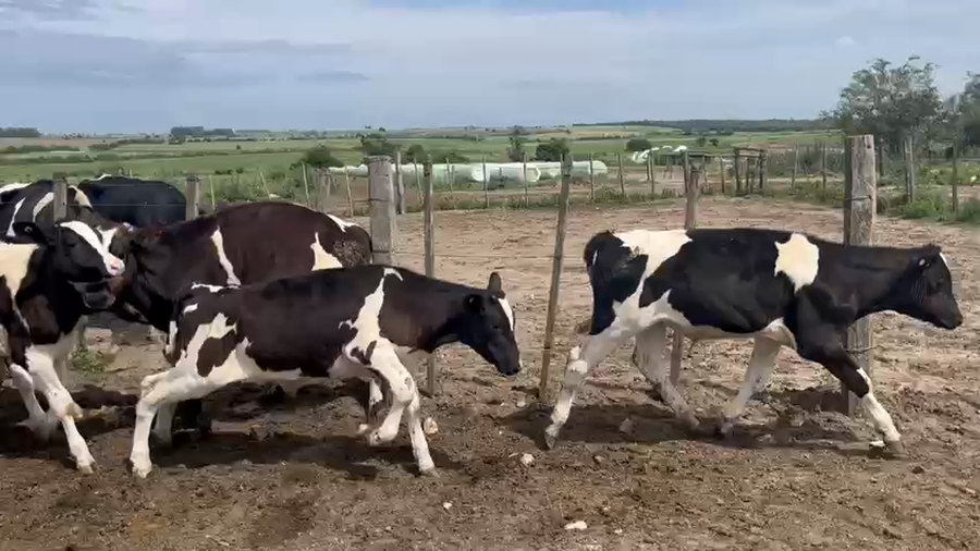 Lote 17 Terneros a remate en Pantalla Camy en Berrondo