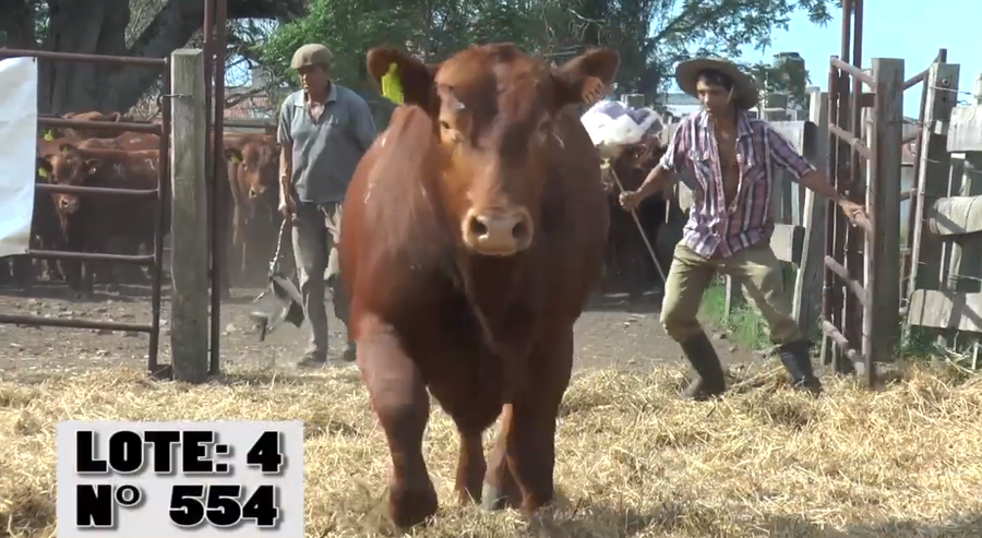 Lote 3 Toros PI / PO / PC a remate en Remate La Empastada , Artigas