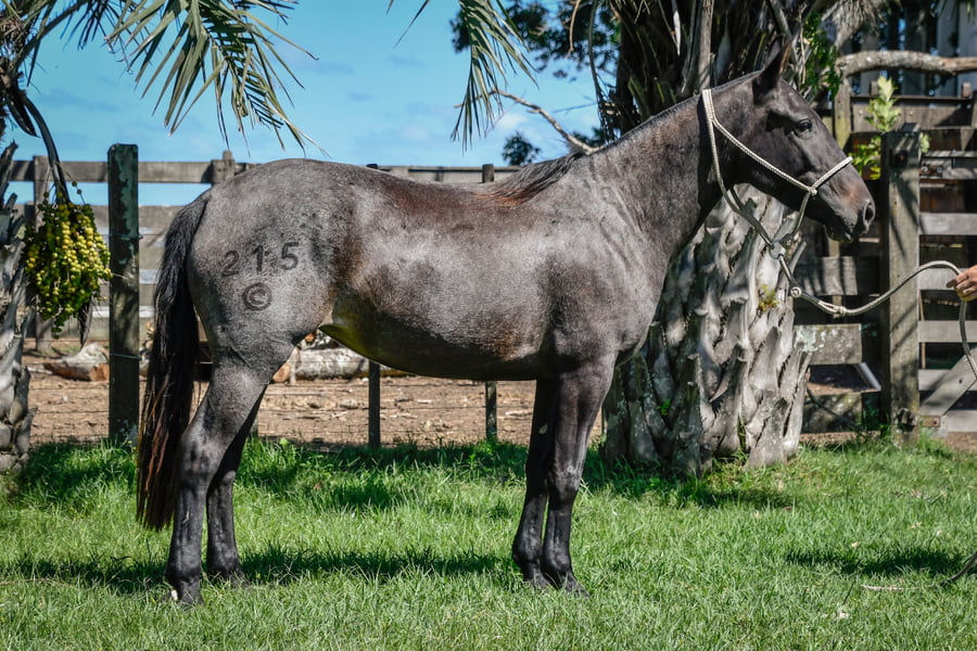 Lote ZAFADA LA CALAVERA