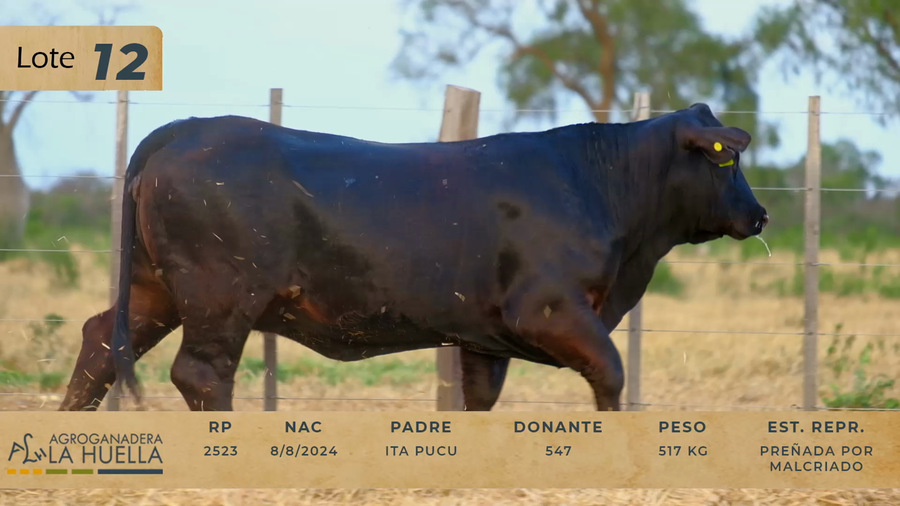 Lote LOTE 12