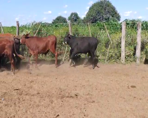 Lote 82 Novillitos en Gancedo, Chaco