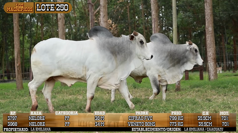 Lote LOTE 250 - VIVO