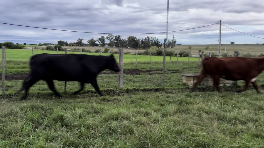 Lote VACAS PREÑADAS