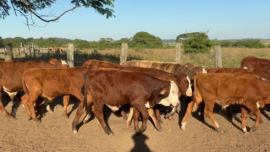 Lote 130 Terneros/as en Corrientes, San Roque