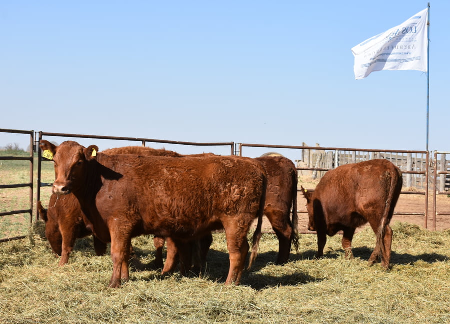 Lote VAQUILLONAS RODEO GENERAL CON GARANTÍA DE PREÑEZ  (Corral 23)