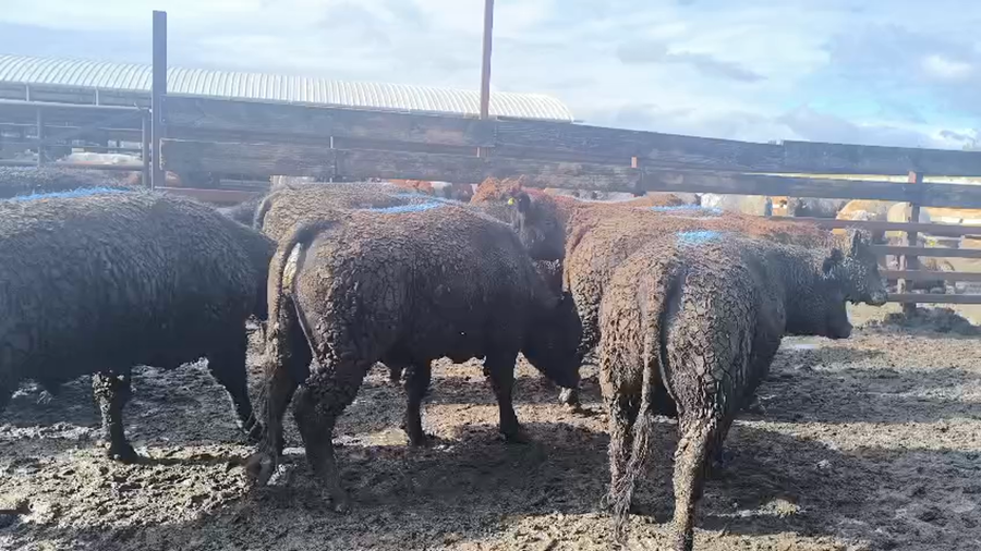 Lote 20 Novillo Gordo en Los Ángeles, VIII Región Biobío
