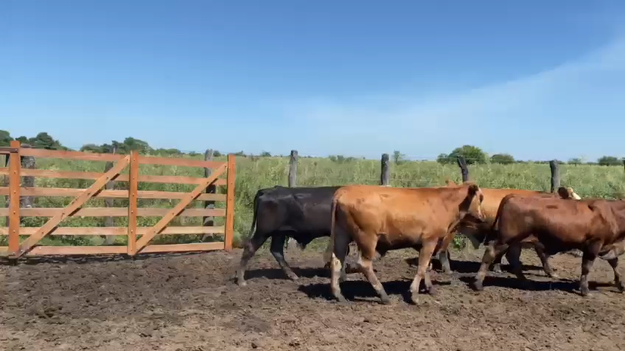 Lote 45 Novillos