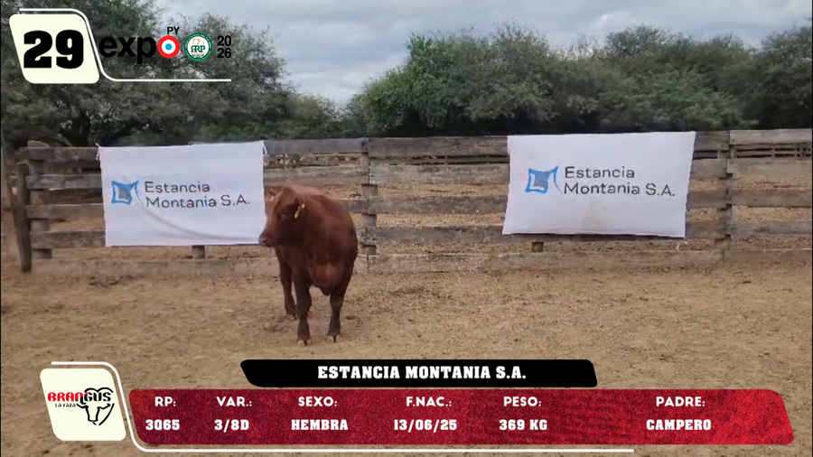 Lote LOTE 29