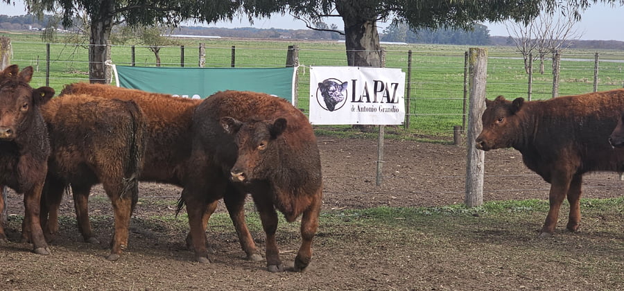 Lote 29 Terneras en Tandil