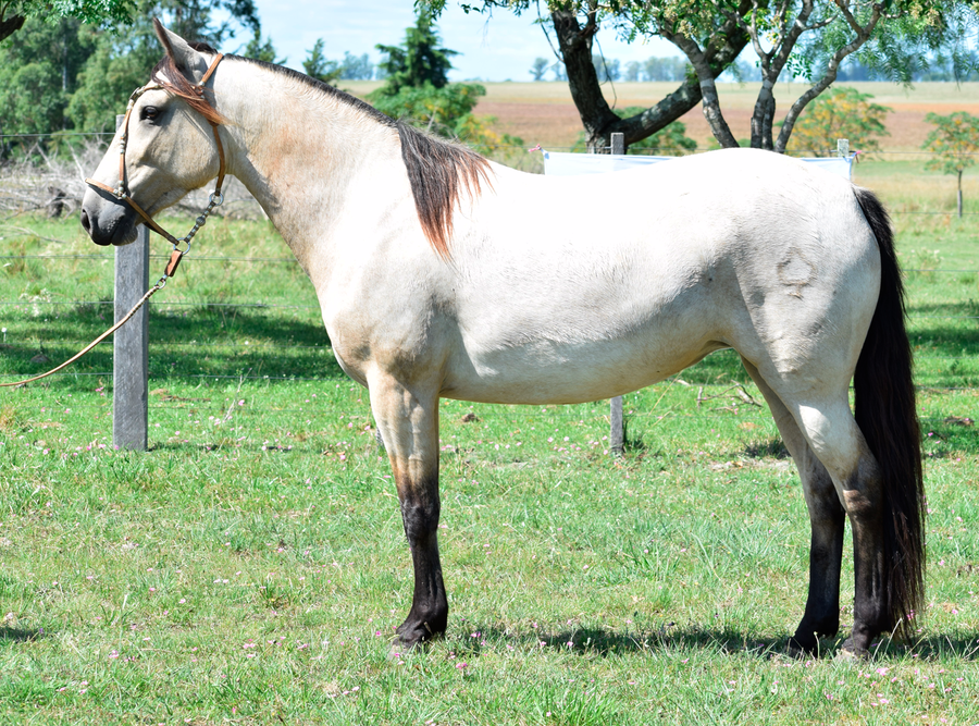 Lote TAORMINA SAN TELMO