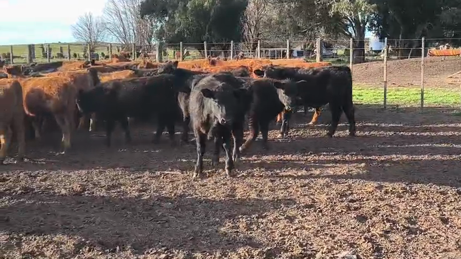 Lote 70 Terneros/as en Buenos Aires, Carhue