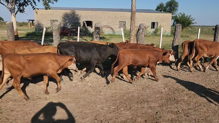 Lote 120 Terneros en San Luis del Palmar, Corrientes
