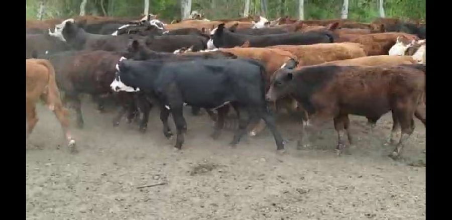 Lote 70 Terneros en Villaguay, Entre Ríos