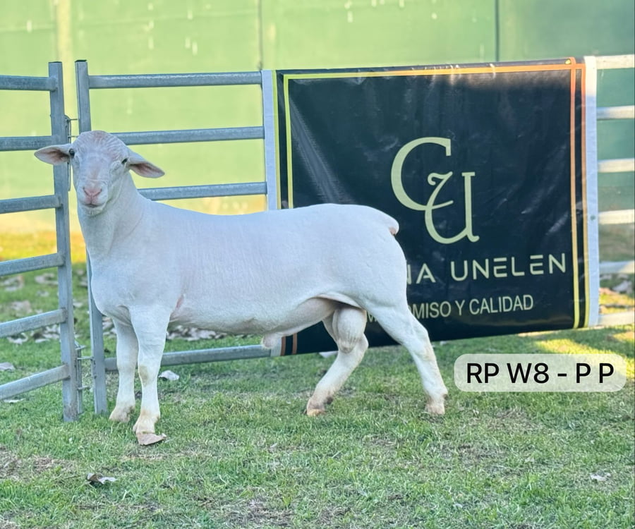 Lote WHITE DORPER PP