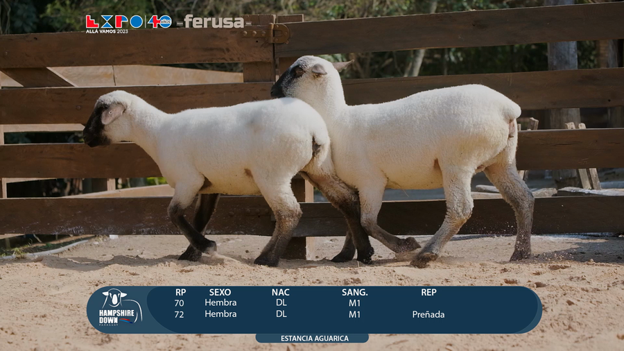 Lote LOTE 65 - CAMPO