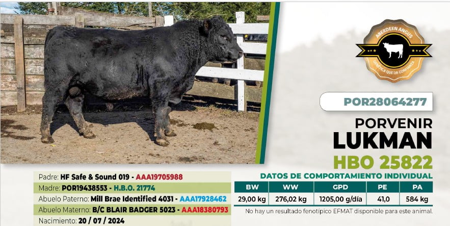 Lote 1 Toro LUKMAN DIIO 4277