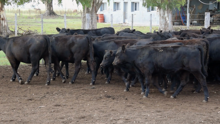 Lote 325 Terneras en Las Flores, Buenos Aires