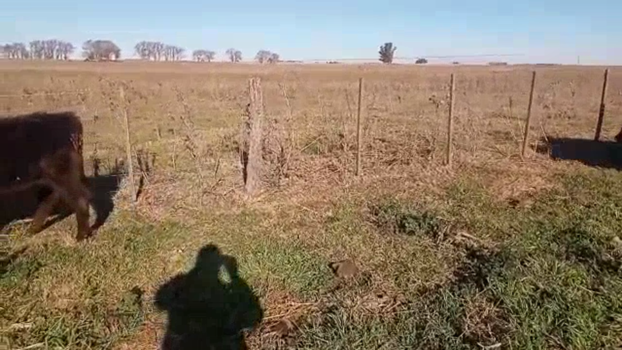 Lote 21 Terneros/as en Buenos Aires, Pehuajó