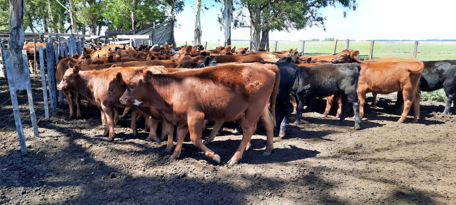 Lote 44 Terneros/as en Gral. Lamadrid, Buenos Aires