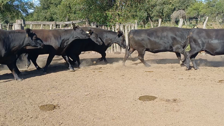Lote 26 Vaquillonas C/ gtia de preñez en Villaguay, Entre Ríos