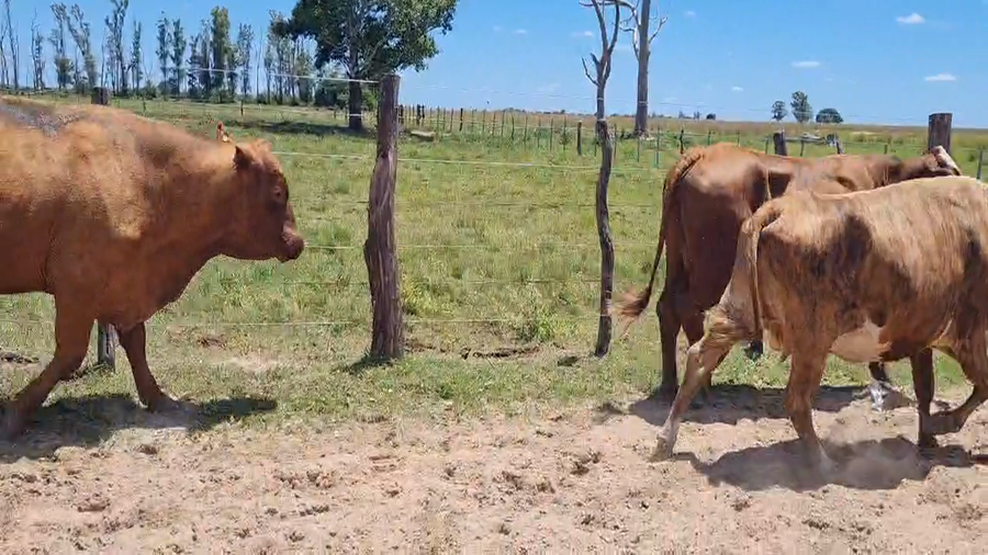 Lote 26 Vacas  en Corrientes, Goya