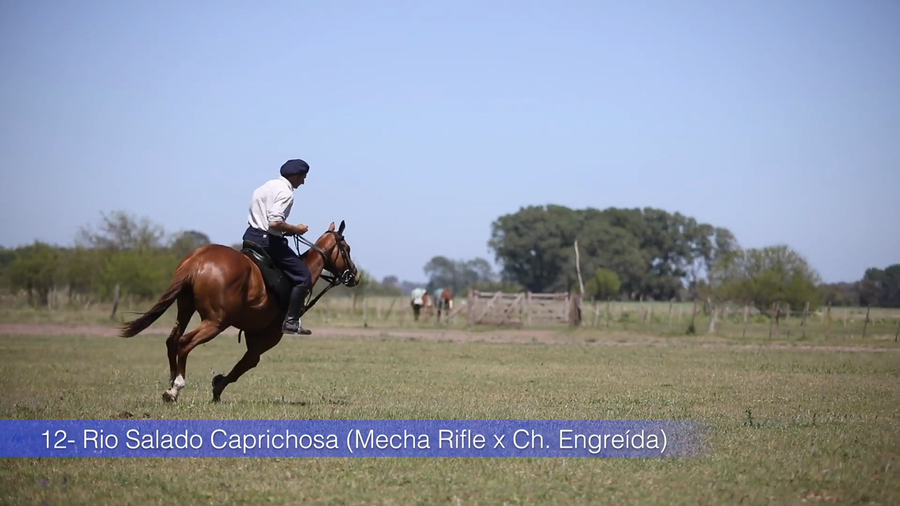 Lote RIO SALADO CAPRICHOSA (MECHA RIFLE - CHAPALEUFU ENGREIDA)