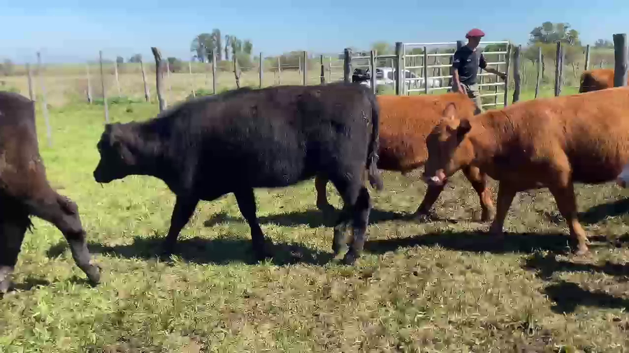 Lote 70 Terneros/as en Entre Ríos, Urdinarrain