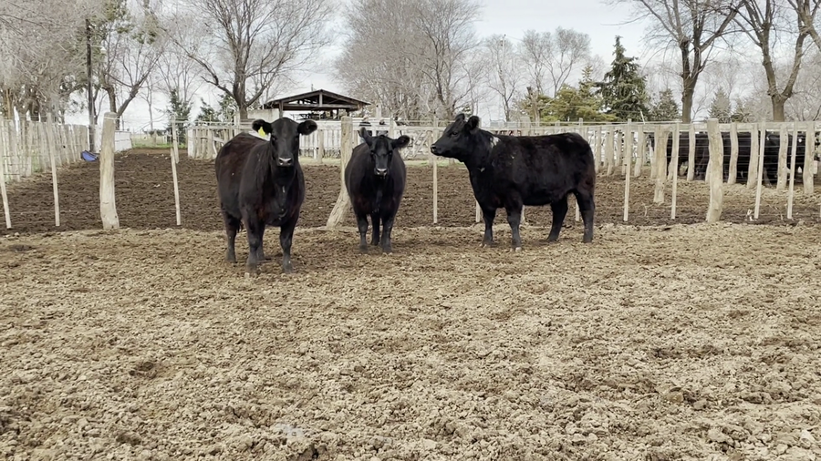 Lote "CABAÑA EL TRECE" VAQUILLONAS PC