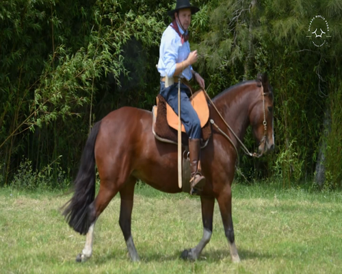 Lote El Gavilán Lagunera (RP 400) Cabaña "El Gavilán"