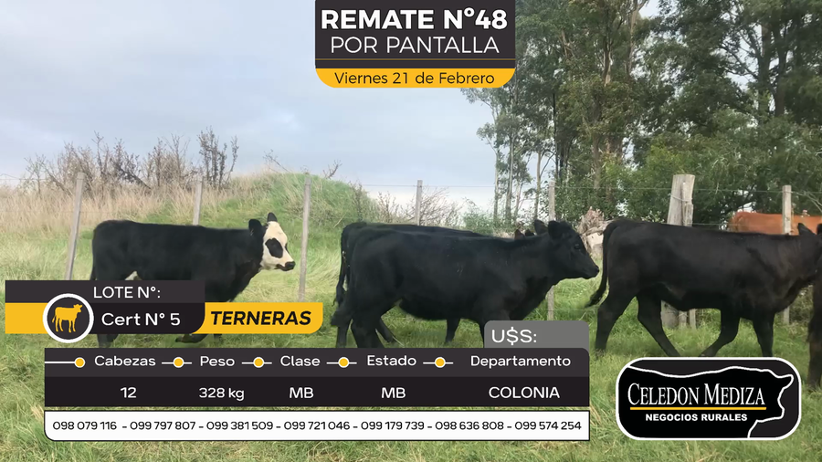Lote 12 Terneras en Riachuelo, Colonia