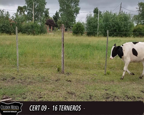 Lote 16 Terneros HO a remate en 12° Remate por Pantalla 155kg -  en - LOS CERRILLOS,