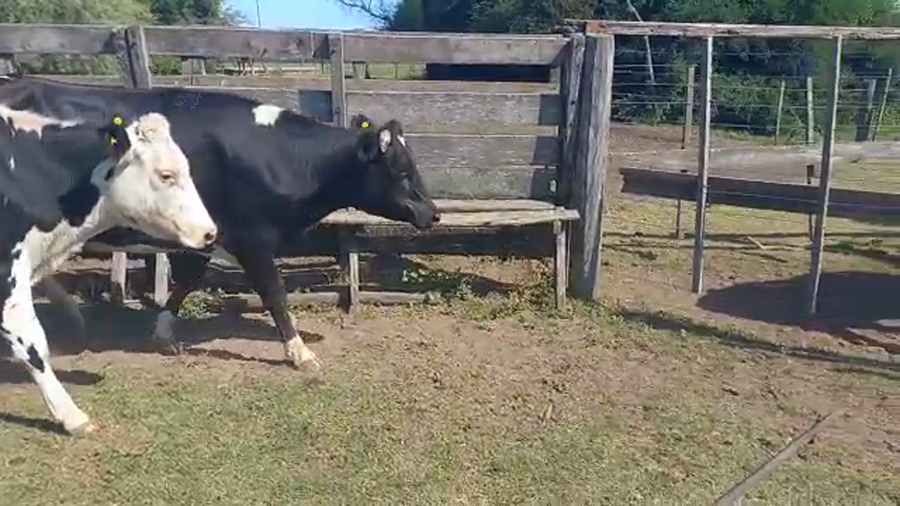 Lote 6 Vaquillonas en La Paquita, Córdoba