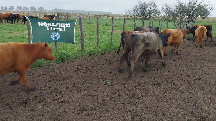 Lote 60 Novillitos en Arboledas