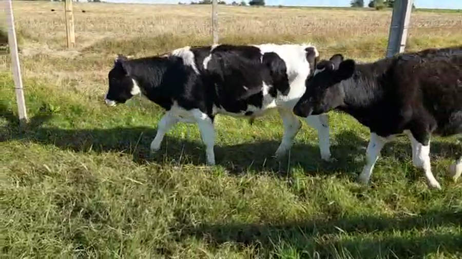 Lote (Vendido)20 Terneros HOLANDO a remate en Pantalla Camy Mayo - Desde La Cuenca 170kg - , San José