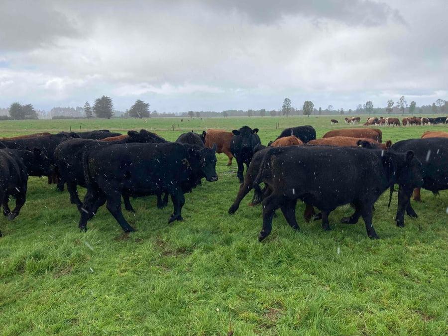 Lote 54 Novillo Engorda en Puerto Varas, X Región Los Lagos