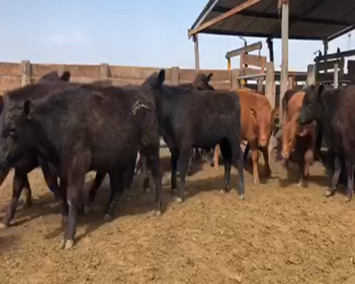 Lote 55 Terneros en Santa Rosa, La Pampa